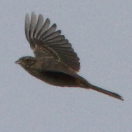 giovane, Monte Pizzoc (TV), 4.09.2010