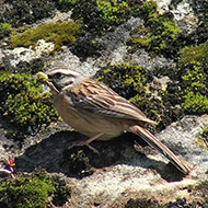 adulto (femmina?), maggio