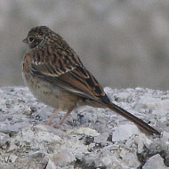 giovane, Monte Pizzoc (TV), 4.09.2010