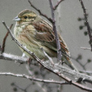 femmina, Lido di Venezia, 18.01.2013