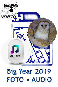 Big Year Foto Audio