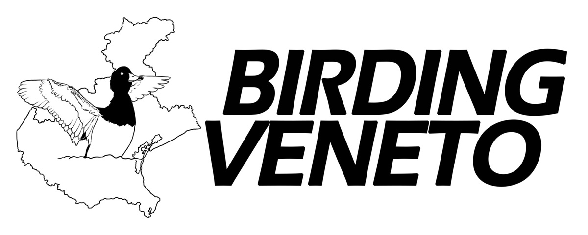 bv_logo.jpg