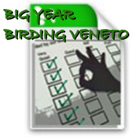 BIG YEAR