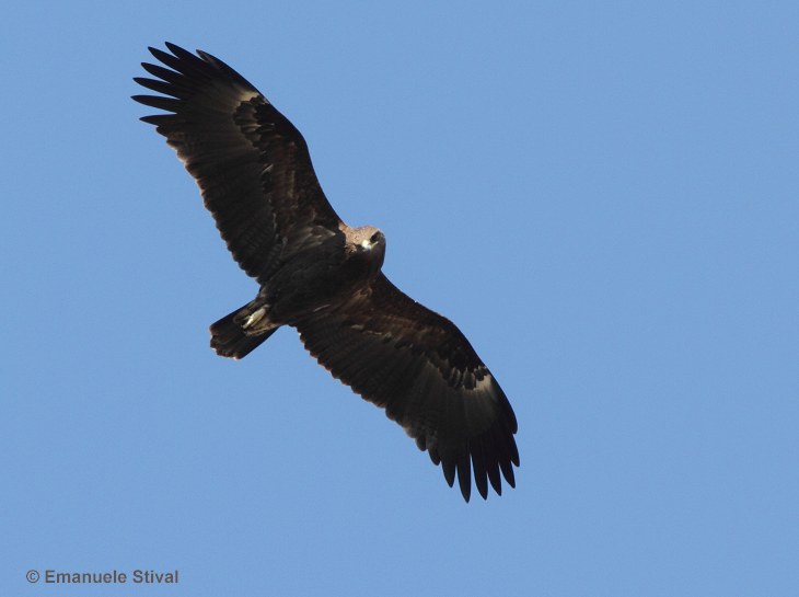 aquila_anatraia_maggiore_1_2735.jpg