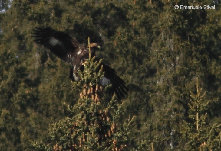 aquila_reale_12_0040.jpg