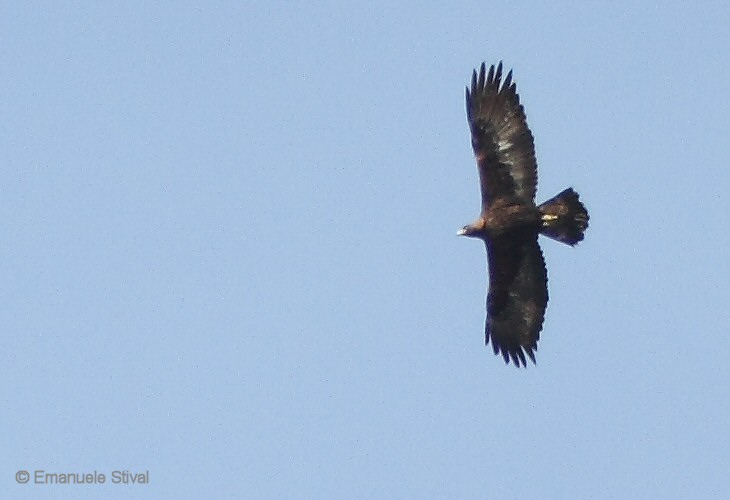 aquila_reale_12_0107.jpg