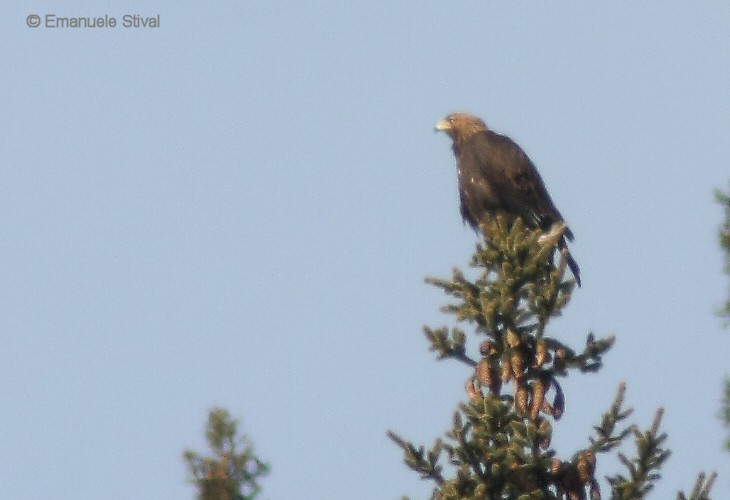 aquila_reale_12_0362.jpg
