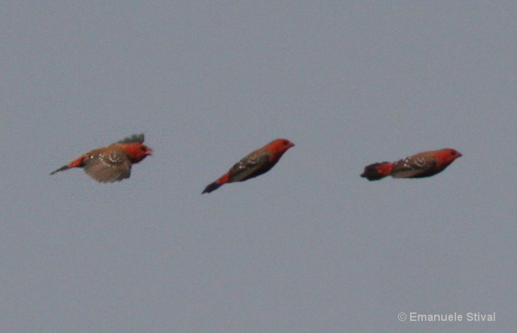 bengalino_comune_8_3634-36.jpg