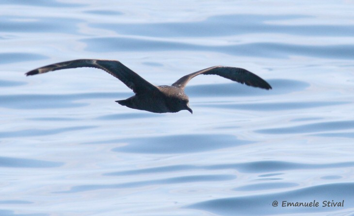 Berta_grigia_volo_Chioggia_mare_19_7_2017_0979_.jpg