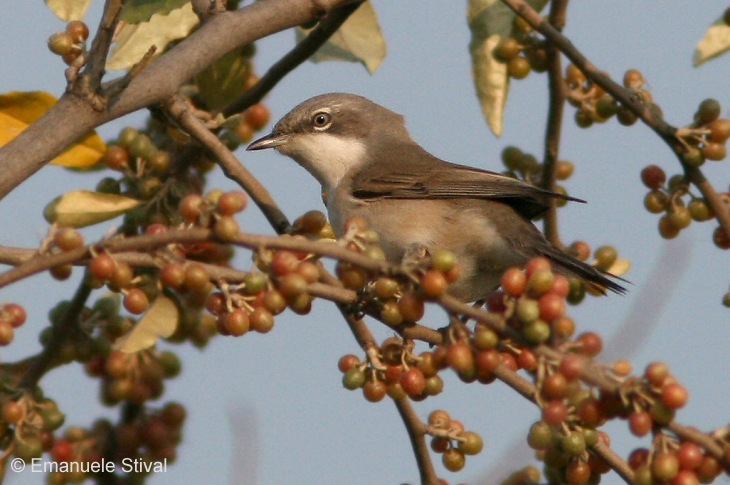 bigiar_9_8110.jpg