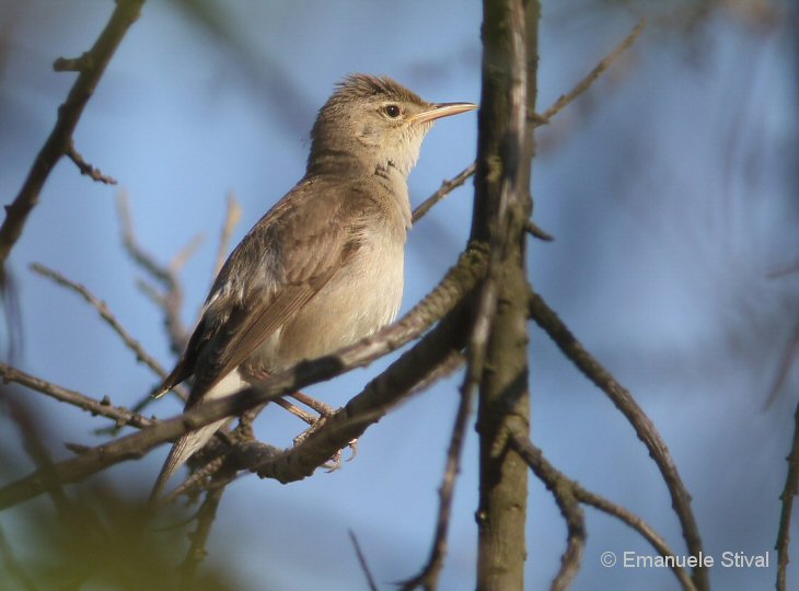 Canapino_pallido_orientale_San_Giuliano_parco_21_6_2018_7416_.jpg