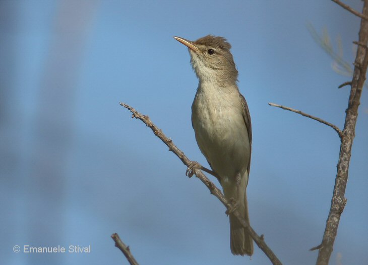 Canapino_pallido_orientale_San_Giuliano_parco_21_6_2018_7598_.jpg