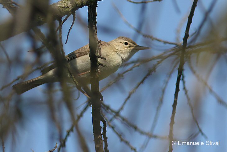 canapino_pallido_orientale_San_Giuliano_parco_20_6_2018_6537_.JPG