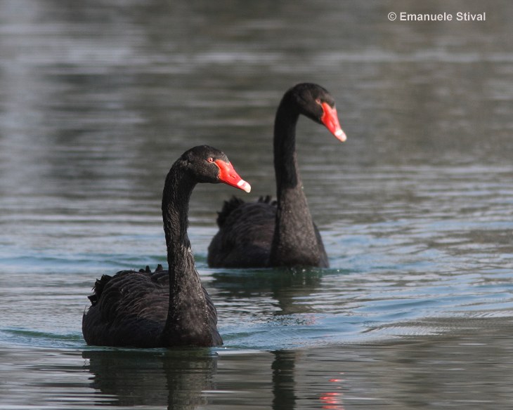 Cigno nero