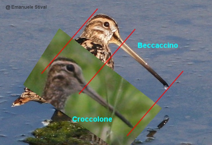 beccaccino_croccolone.jpg