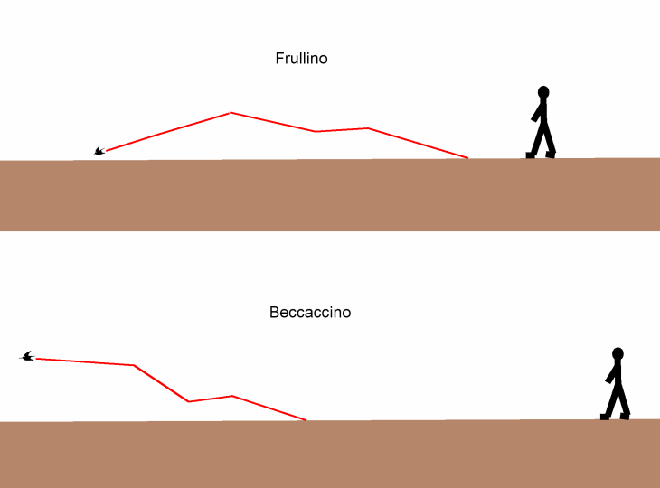 frullino_beccaccino_involo.gif