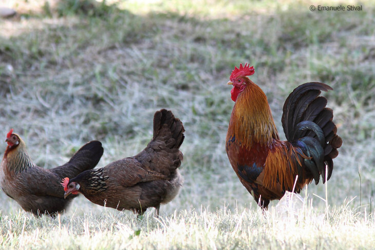 gallo1.jpg