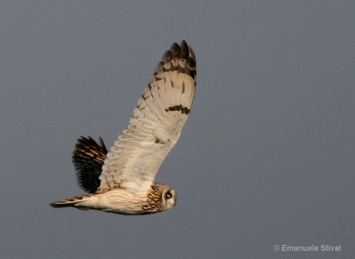 Gufo di palude in volo