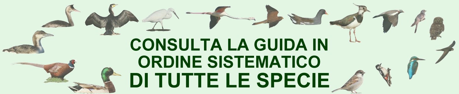 guida_sis_banner.jpg