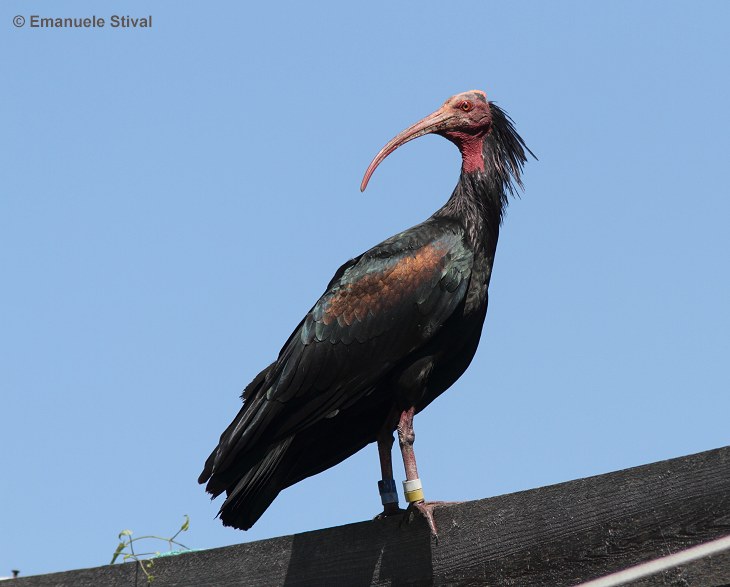 ibis_eremita_6_4175.jpg