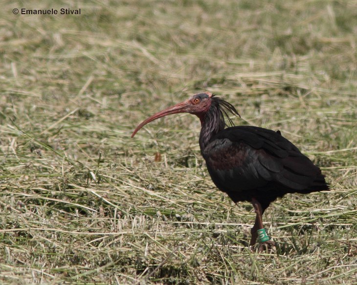 ibis_eremita_7_4562.jpg