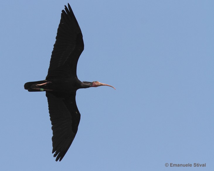 ibis_eremita_7_4691.jpg