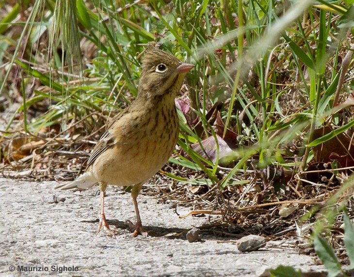 ortolano_ms_2.jpg