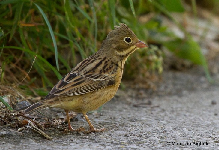 ortolano_ms_3.jpg