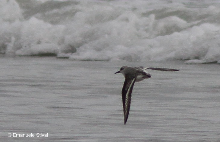 Piovanello tridattilo in volo