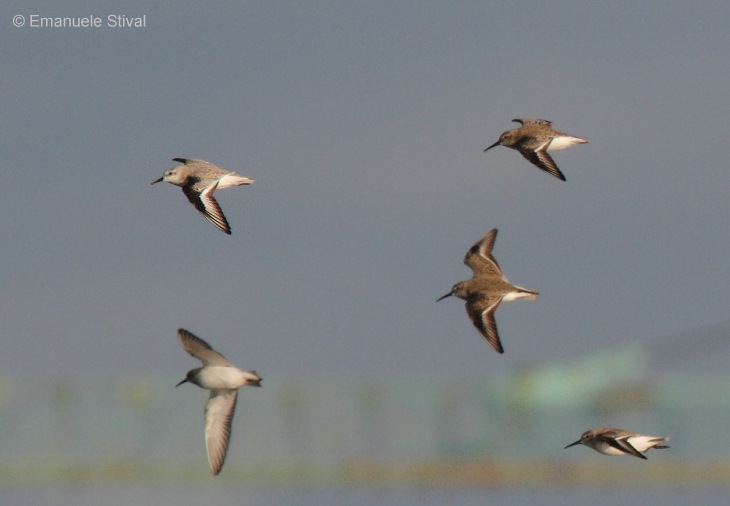 Piovanello tridattilo in volo