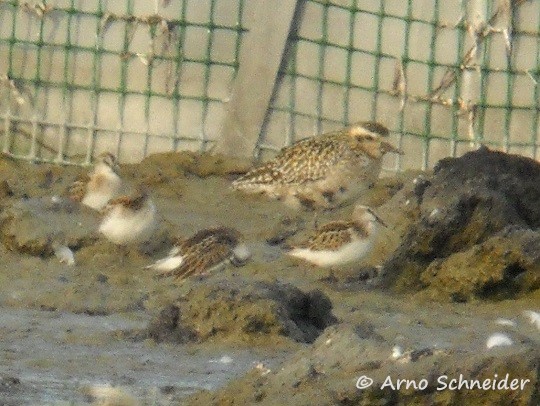 pivori_as-8176.jpg