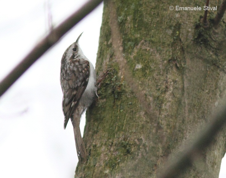 rampichino_alpestre_1_7804.jpg