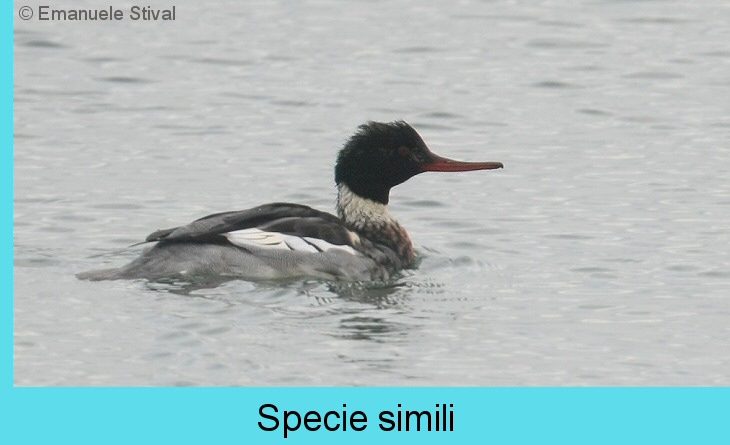smemin5419.jpg