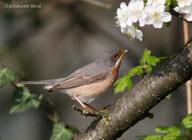 Sterpazzolina