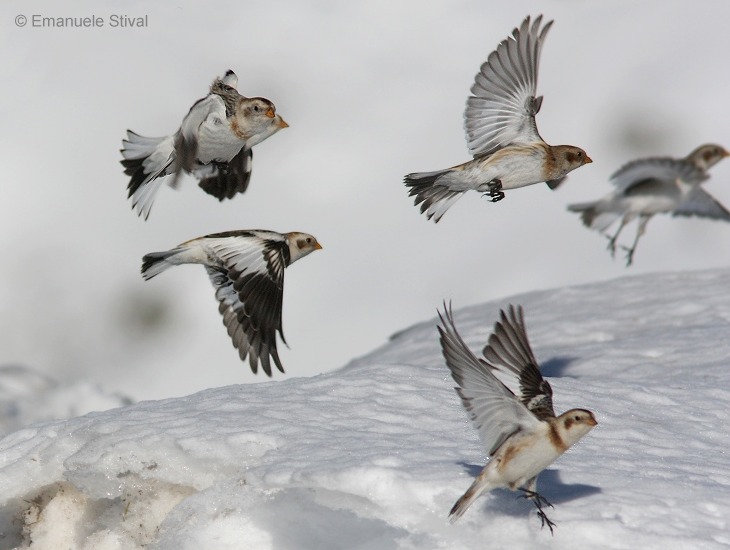 Zigolo delle nevi in volo