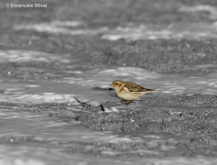 Zigolo delle nevi in habitat